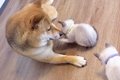 散歩中に犬が発見し…の画像