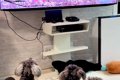 テレビで『犬の番組…の画像