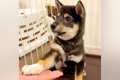子犬に『おかわり』…の画像