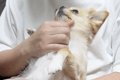 飼い主の浮気を察知…の画像
