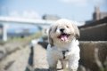 シニア犬になっても…の画像