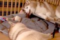 向かい合って寝転ぶ…の画像