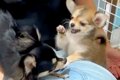 新入りの妹犬を受け…の画像