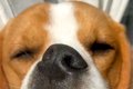 窓際で爆睡する犬→『…の画像