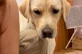 生まれたばかりの赤…の画像