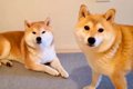 お風呂嫌いな犬に『…の画像