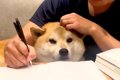 犬が『お父さんの勉…の画像