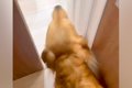 家に遊びに来たおじ…の画像