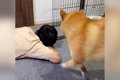 犬に『パパを起こし…の画像