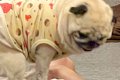帰宅したお父さんを…の画像