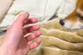 手を出すと『自動的…の画像