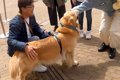 犬が旅行で人に絡ん…の画像