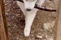 『長い木を持ち帰り…の画像
