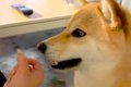 『高い声で"ア…の画像