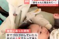 『不法侵入した犬、…の画像