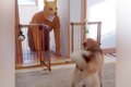 『ワンコの変装をし…の画像