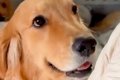 都合が悪くなった犬→…の画像