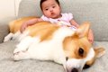 犬が赤ちゃんに寄り…の画像