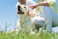 人が犬と暮らすと「…の画像