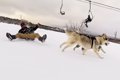 シベリア生まれの大…の画像