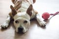 犬が「もう遊び飽き…の画像