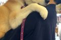 『これから病院に行…の画像