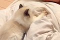 一時的に猫を預かる…の画像