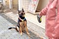 大型犬とお散歩をし…の画像