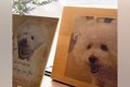 『もう犬は飼わない…の画像