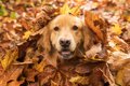 犬に危険な『秋の植…の画像