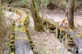 犬二匹と森を散歩中…の画像
