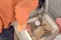 子犬を飼うことに『…の画像