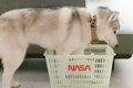 小さなカゴを目の前…の画像