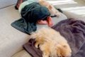 赤ちゃんが体調不良…の画像