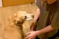 『聞いたことのない…の画像