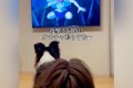 犬と一緒に『ものの…の画像