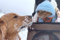 大型犬と猫を『雪国…の画像