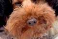 外出中、カートの犬…の画像