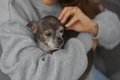 小型犬と大型犬は『…の画像