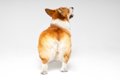 犬の『お尻』からわ…の画像