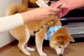 目の前で『犬に掛か…の画像