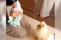 犬がママと『1週間ぶ…の画像