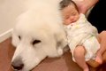 赤ちゃんと超大型犬…の画像