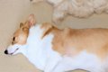 1時間かけて『犬のブ…の画像