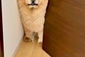 『オットセイのよう…の画像