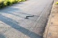 道路で『巨大なヘビ…の画像