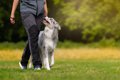 犬が飼い主を『頼り…の画像