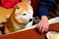 おばあちゃんの家で…の画像