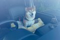わざわざ車に乗って…の画像