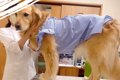注射を打ちに大型犬…の画像